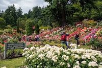 International Rose Garden is located right in Washington Park. The best time to see the roses in full bloom is June. 

Portland Oregon