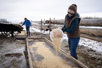 Wade and Jaimie Nelson check up on their cattle on their ranch near High River, Alberta March 8, 2024. Todd Korol/The Globe and Mail�