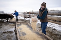 Wade and Jaimie Nelson check up on their cattle on their ranch near High River, Alberta March 8, 2024. Todd Korol/The Globe and Mail�
