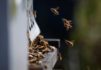 Honeybees fly in and out of a bee hive at a Simon Fraser University experimental apiary in Surrey, B.C., on Wednesday, Aug. 31, 2022. The recent wild swing in temperatures in British Columbia has raised concerns about the impact on some local animals' health and, potentially, their survival. THE CANADIAN PRESS/Darryl Dyck