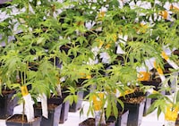 Aurora Cannabis Inc. has signed a deal to buy a controlling interest in Bevo Agtech Inc., a supplier of vegetable seedlings and flowers. Cannabis seedlings at the Aurora Cannabis facility Friday, November 24, 2017 in Montreal. THE CANADIAN PRESS/Ryan Remiorz