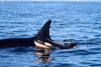 A new calf has been born to the J pod of endangered southern resident killer whales, as shown in this handout image from Tuesday Dec. 26, 2023. THE CANADIAN PRESS/HO-Center for Whale Research-Maya Sears
**MANDATORY CREDIT**