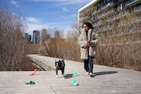 Local resident Cemre Uzumnehmetoglu and her dog Viktor walk on the boardwalk of Montreal's Lachine Canal in Montreal, Wednesday, April 17, 2024. Parks Canada has removed trash cans from sections of Montreal's Lachine Canal leading to bags of waste and litter being dropped throughout the site. THE CANADIAN PRESS/Christinne Muschi