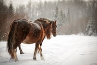 A biologist and wild horse researcher is calling for stronger federal and provincial protections for the animals after 17 carcasses were found in rural British Columbia. Wild horse mares walk along an oil and gas roadway on crown land near Sundre, Alta., Wednesday, Dec. 11, 2019.THE CANADIAN PRESS/Jeff McIntosh