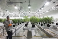 Cannabis plants at Canopy Growth's Tweed facility in Smiths Falls, Ont., are photographed on Sept 18 2018. *** FOR IAN BROWN STORY ***