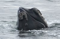 A North Atlantic right whale surfaces on Cape Cod Bay in Massachusetts, Monday, March 27, 2023.&nbsp;Fisheries and Oceans Canada says an entangled North Atlantic right whale has been seen in the waters of the Gulf of St. Lawrence. THE CANADIAN PRESS/AP-Robert F. Bukaty, NOAA permit # 21371