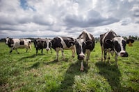 Dairy cows walk in a pasture at Nicomekl Farms, in Surrey, B.C., on Thursday August 30, 2018. New research from the University of British Columbia suggests dairy cows show personality traits like pessimism and optimism from a young age and their inherent outlook can predict their ability to cope with stress.THE CANADIAN PRESS/Darryl Dyck