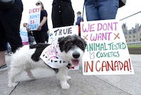 Luna the dog stands in front of signs as animal lovers and their pets deliver petitions demanding a ban on animal tested cosmetic products in Canada on Parliament Hill on Monday, May 28, 2018. Canada has banned testing cosmetic products on animals. It's a largely symbolic move that brings Canada's policy in line with dozens of other countries.THE CANADIAN PRESS/Justin Tang