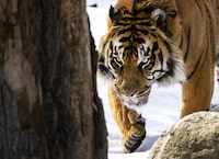 <div>The Toronto Zoo says it is dealing with a ransomware cyberattack that was first detected on Friday. A male tiger walks in his enclosure at the Toronto zoo in Toronto on Thursday, March 17, 2022. THE CANADIAN PRESS/Nathan Denette</div>