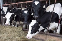 The Canadian Food Inspection Agency is encouraging veterinarians to keep an eye out for signs of avian influenza in dairy cattle following recent discoveries of cases of the disease in U.S. cow herds.Cows are seen at a dairy farm on in Danville, Que., on August 11, 2015. THE CANADIAN PRESS/Ryan Remiorz