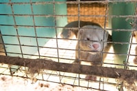 A mink is shown in a pen at a farm in Ontario on Thursday, July 9, 2015. THE CANADIAN PRESS/ Geoff Robins