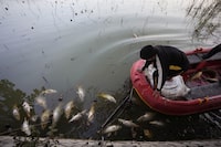 A wildlife worker removes dead fish from the Mansar lake, situated about 50km (31 miles) east of Jammu, India, Friday, Feb.9, 2024. According to Dheeraj Rampal, a local wildlife official, an estimated 2000 dead fish have been discovered in the lake over the last four days. He said that death was likely caused by fish swallowing hailstones. (AP Photo/Channi Anand)
