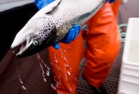 An Atlantic salmon is seen during a Department of Fisheries and Oceans fish health audit at a fish farm near Campbell River, B.C. Wednesday, Oct. 31, 2018. The backing of a land-based salmon farm in Japan by a global company with ties to ocean fish farms in British Columbia has Indigenous and conservation groups calling on the federal government to accelerate its transition from open-net farms. THE CANADIAN PRESS /Jonathan Hayward