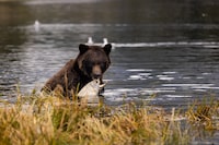 A grizzly bear eats a salmon in Mussel Inlet on British Columbia's Central Coast, in Kitasoo Xai'xais territory. The region is one of the watersheds in a recently published study that shows the impact of human disturbance on bears' ability to access their preferred food source.  
Credit: Alex Harris/Raincoast Conservation Foundation
