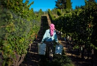 A new report says British Columbia's wine industry is anticipating "catastrophic crop losses" of up to 99 per cent of typical grape production due to January's intense cold snap. A picker collects grapes at the Okanagan Valley's River Stone Estate Winery in Oliver, B.C., Tuesday, Sept. 13, 2016.THE CANADIAN PRESS/Jeff McIntosh