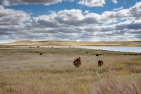 Cattle graze on grasslands on McIntyre Ranch south of Lethbridge, Ab. 