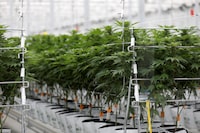 Cannabis plants grow inside the Tilray factory hothouse in Cantanhede, Portugal April 24, 2019.