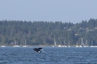 A lone killer whale breaks the water in a Comox, B.C., harbour on Tuesday July 31, 2018.Transport Canada has announced several new measures, ranging from sanctuary zones to fishing closures, as it works to protect critically endangered southern resident killer whales off the British Columbia coast. THE CANADIAN PRESS/Jen Osborne