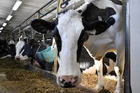 When it comes to the supply management system for egg, poultry and dairy products, all federal parties appear to see eye-to-eye, despite Canada's relentless affordability crisis. A cow looks on as it feeds in a dairy farm in Saguenay, Que., Tuesday, Jan. 23, 2024. THE CANADIAN PRESS/Jacques Boissinot
