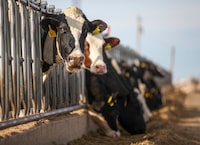 Holstein dairy cows eat a grain mixture at a dairy farm outside of Muleshoe, Texas, on Jan. 4, 2016. Federal regulators on Tuesday, April 23, 2024, said that samples of pasteurized milk from around the country had tested positive for inactive remnants of the bird flu virus that has been infecting dairy cows.  (Allison Terry/The New York Times)