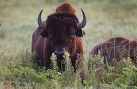 Bison graze at the Joseph H. Williams Tallgrass Prairie Preserve north of Pawhuska on Aug. 18, 2021. The Northwest Territories government says there is a suspected anthrax outbreak among the Slave River Lowlands bison population. THE CANADIAN PRESS/AP, Tulsa World, Tom Gilbert