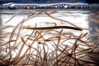 Baby eels, also known as elvers, swim in a tank after being caught in the Penobscot River, Saturday, May 15, 2021, in Brewer, Maine. Commercial harvesters of baby eels in the Maritimes say there’s little hope the poaching and violence that forced the closure of the lucrative fishery last season will subside in 2024. THE CANADIAN PRESS/AP/Robert F. Bukaty