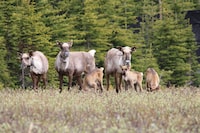 A recent Alberta government document suggests the province has made little progress in protecting its 15 threatened caribou herds, despite having signed an agreement with Ottawa that promised it would. A group of caribou is seen in an undated handout photo. THE CANADIAN PRESS/HO-Line Giguere, Wildlife Infometrics *MANDATORY CREDIT*