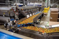 Cherry tomatoes are automatically sorted through the robotics in the production line at the Heritage Farms site in Staples, Ontario on July 21, 2023.
Kati Panasiuk/The Globe and Mail