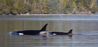 Photo of mother and calf before the mom died in lagoon at Zeballos, B.C.  The calf remains stranded there.
Photo taken March 16, 2024, Tofino, BC..