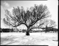 The 125 year old American elm tree, known as Stampede Elm standing in a parking lot near downtown, will be cut down this spring to make way for the new downtown event centre in Calgary, Alberta March 24, 2024. Todd Korol/The Globe and Mail