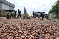 (FILES) Workers collect dry cocoa beans in front of the store of a cocoa cooperative in the village of Hermankono on November 14, 2023. Nothing seems to stop the surge in cocoa prices, which are setting new records almost daily on the New York and London markets, driven by catastrophic harvests in Ivory Coast and Ghana, the two largest producers. With a looming supply deficit, the price of cocoa has more than doubled in New York and London since the beginning of 2023. (Photo by Sia KAMBOU / AFP) (Photo by SIA KAMBOU/AFP via Getty Images)