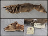 Three views of the desiccated remains of an extinct marsupial mammal called the Tasmanian tiger, or the thylacine, from a collection at the Swedish Museum of Natural History in Stockholm are seen in this undated handout image. Researchers managed to recover genetic material called RNA from the remains, a scientific first for an extinct species. Emilio Marmol Sanchez/Handout via REUTERS THIS IMAGE HAS BEEN SUPPLIED BY A THIRD PARTY. MANDATORY CREDIT NO RESALES. NO ARCHIVES. BEST QUALITY AVAILABLE.