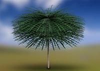 An artistic reconstruction of Sanfordia densifolia, shown without leaves to reveal branch structure.
Credit: Tim Stonesifer