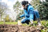 woman crouching in garden for weeding wild plants in vegetable bed