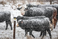 Snow-covered cattle stand in a pasture near Didsbury, Alta., Monday, Oct. 23, 2023. It could be a long, lean winter in cattle country, as drought-ravaged western Canadian ranchers struggle to secure enough feed to get their livestock through the cold months. THE CANADIAN PRESS/Jeff McIntosh