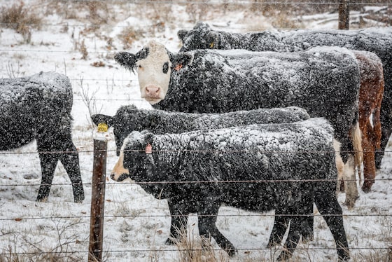 Canadian ranchers brace for long, lean winter after droughts, soaring feed costs 