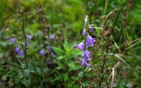 Creeping Bellflower, an invasive species, growing along Rogers Rd. in these pictures, are photographed on Aug 24, 2023. (Fred Lum/The Globe and Mail)