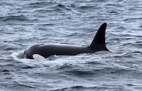 A photo of an orca from what researchers are calling a new population of the marine mammals is shown in this undated handout photo. University of British Columbia researchers say the pod of 49 orcas could belong to a unique oceanic population found near California and Oregon. THE CANADIAN PRESS/HO — University of British Columbia MANDATORY CREDIT WITH THE USE OF THIS PHOTO