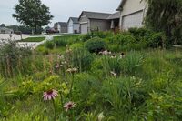 Re wilding garden story . Designer Benjamin Vogt  
Copy of PXL -- Echinacea purpurea (purple coneflower) and Amorpha canescens (leadplant) in midsummer bloom in a Lincoln, Nebraska front yard lawn conversion.