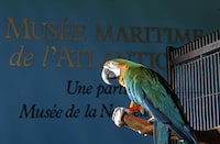 Merlin the macaw is seen at the Maritime Museum of the Atlantic in Halifax in a 2014 handout photo. A macaw in Nova Scotia that has been showing signs of depression is now heading to Ontario for a possible change in scenery and to make new friends. THE CANADIAN PRESS/HO-Communications Nova Scotia **MANDATORY CREDIT** 