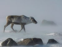 A wild caribou roams the tundra Nunavut Territory on March 25, 2009. Conservationists are urging the Quebec government to finally publish its plan to protect caribou habitat, several years after it first promised a strategy to save the dwindling herds. THE CANADIAN PRESS/Nathan Denette