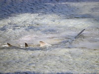 This photo provided by Mote Marine Lab shows a sawfish in the Lower Keys Florida on April 5, 2024. The sawfish was seen swimming in circles near Cudjoe Key and reported to the Florida Fish and Wildlife Conservation Commission, officials said Friday. It was loaded onto a specially designed transport trailer and taken to Mote Marine Laboratory, where it is being rehabilitated. (Mote Marine Lab via AP)
