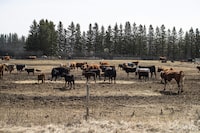 Cattle roam in a field near Pigeon Lake, Alta., on May 1, 2022. Saskatchewan farmers forced to write off their drought-afflicted crops are being asked to consider ways to turn those crops into cattle feed instead. THE CANADIAN PRESS/Jason Franson