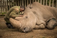 Joseph Wachira comforts Sudan, the last living male Northern White Rhino left on the planet, moments before he passed away March 19, 2018 at Ol Pejeta Wildlife Conservancy in northern Kenya. Sudan lived a long, healthy life at the conservancy after he was brought to Kenya from Dvur Kralove zoo in the  Czech Republic in 2009. He died surrounded by people who loved him at  after suffering from age-related complications that led to degenerative changes in muscles and bones combined with extensive skin wounds. Sudan has been an inspirational figure for many across the world. Thousands have trooped to Ol Pejeta to see him and he has helped raise awareness for rhino conservation. The two female northern white rhinos left on the planet are his direct descendants. Research into new Assisted Reproductive Techniques for large mammals is underway due to him.   there is still hope in the future that the subspecies might be restored through IVF.  (Photo by Ami Vitale)