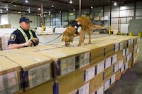 Detector dogs who work at Canada's border agency could play a bigger role in sniffing out deadly fentanyl and illicit firearms, suggests an internal evaluation that found room to boost enforcement measures. A border services officer watches his dog sniff through shipping boxes at a Canada Border Services Agency warehouse, Tuesday, April 21, 2009 in Montreal. THE CANADIAN PRESS/Paul Chiasson