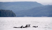 <p>The Vancouver-based non-profit Ocean Wise says underwater microphones will be used to help protect whales from collisions with ships off British Columbia's coast. Killer whales play in Chatham Sound near Prince Rupert, B.C., Friday, June, 22, 2018. THE CANADIAN PRESS Jonathan Hayward</p>