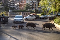 ROME, ITALY - MAY 13: Wild boars with their humbugs cross the street in the red zone, on May 13, 2022 in Rome, Italy. Health authorities in the Lazio region around Rome city moving to contain the potential spread of African Swine Fever (ASF) among the city's wild boar population. The containment measures concern a large 'red zone' area of the capital in an attempt to stem the highly contagious viral disease which is fatal to pigs and wild hogs but not transmitted to humans. (Photo by Antonio Masiello/Getty Images)
