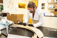 Karen Spaleta, deputy director of the Alaska Stable Isotope Facility and co-author of the study, takes a sample from a mammoth tusk found at the Swan Point archeological site in the Alaska interior in an undated handout photo. THE CANADIAN PRESS/HO-University of Alaska Fairbanks, *MANDATORY CREDIT*