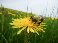 Bombus impatiens, or common eastern bumblebee. (Victoria MacPhail)