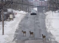 Deer roam through Truro, N.S. on Friday, Jan. 14, 2022.&nbsp;A 42-year-old woman has died after her car hit a deer and then was struck from behind by a transport truck. THE CANADIAN PRESS/Andrew Vaughan